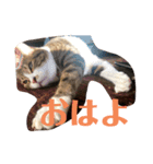 うちの飼い猫たま（個別スタンプ：1）