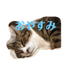 うちの飼い猫たま（個別スタンプ：2）