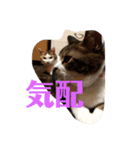 うちの飼い猫たま（個別スタンプ：4）