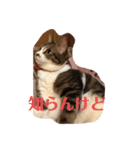 うちの飼い猫たま（個別スタンプ：5）