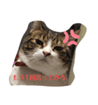 うちの飼い猫たま（個別スタンプ：6）