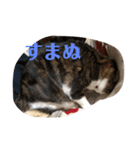 うちの飼い猫たま（個別スタンプ：7）