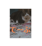 うちの飼い猫たま（個別スタンプ：8）