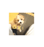 わーーーーん（個別スタンプ：1）