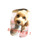 わーーーーん（個別スタンプ：5）