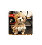 わーーーーん（個別スタンプ：19）
