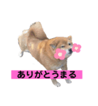 赤柴らむたんと黒柴れおたん（個別スタンプ：1）