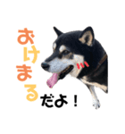赤柴らむたんと黒柴れおたん（個別スタンプ：7）