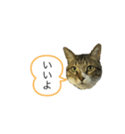 ダン スタンプ（個別スタンプ：3）