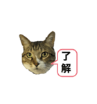 ダン スタンプ（個別スタンプ：4）