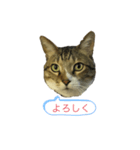 ダン スタンプ（個別スタンプ：7）
