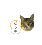 ダン スタンプ（個別スタンプ：8）