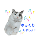 夢ちゃんのお願い（ねこ）（個別スタンプ：1）