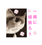 夢ちゃんのお願い（ねこ）（個別スタンプ：2）