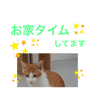 夢ちゃんのお願い（ねこ）（個別スタンプ：3）