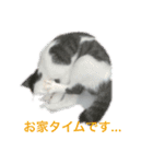 夢ちゃんのお願い（ねこ）（個別スタンプ：4）