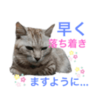 夢ちゃんのお願い（ねこ）（個別スタンプ：5）