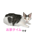 夢ちゃんのお願い（ねこ）（個別スタンプ：7）