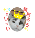 夢ちゃんのお願い（ねこ）（個別スタンプ：8）