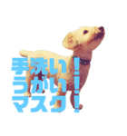 ラテのメッセージ〜コロナウィルス予防編〜（個別スタンプ：4）