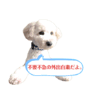 ラテのメッセージ〜コロナウィルス予防編〜（個別スタンプ：6）