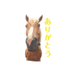 かわいい馬たち（個別スタンプ：6）