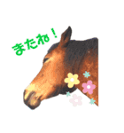かわいい馬たち（個別スタンプ：8）
