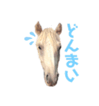 かわいい馬たち（個別スタンプ：18）