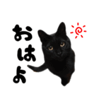 かわいい猫ちゃんスタンプ【実写】（個別スタンプ：1）