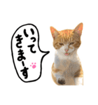 かわいい猫ちゃんスタンプ【実写】（個別スタンプ：2）