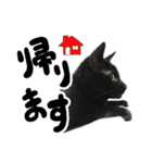 かわいい猫ちゃんスタンプ【実写】（個別スタンプ：3）