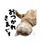 かわいい猫ちゃんスタンプ【実写】（個別スタンプ：4）