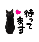 かわいい猫ちゃんスタンプ【実写】（個別スタンプ：5）