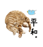 かわいい猫ちゃんスタンプ【実写】（個別スタンプ：8）