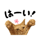 かわいい猫ちゃんスタンプ【実写】（個別スタンプ：9）