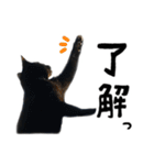 かわいい猫ちゃんスタンプ【実写】（個別スタンプ：10）