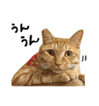 かわいい猫ちゃんスタンプ【実写】（個別スタンプ：11）