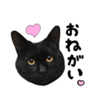 かわいい猫ちゃんスタンプ【実写】（個別スタンプ：12）