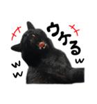 かわいい猫ちゃんスタンプ【実写】（個別スタンプ：13）