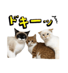かわいい猫ちゃんスタンプ【実写】（個別スタンプ：14）