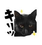 かわいい猫ちゃんスタンプ【実写】（個別スタンプ：16）