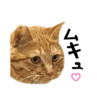 かわいい猫ちゃんスタンプ【実写】（個別スタンプ：17）