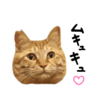 かわいい猫ちゃんスタンプ【実写】（個別スタンプ：18）
