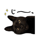 かわいい猫ちゃんスタンプ【実写】（個別スタンプ：19）