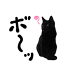 かわいい猫ちゃんスタンプ【実写】（個別スタンプ：20）
