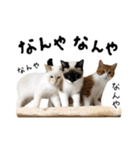 かわいい猫ちゃんスタンプ【実写】（個別スタンプ：21）