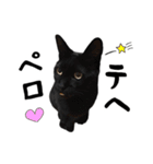 かわいい猫ちゃんスタンプ【実写】（個別スタンプ：22）