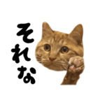 かわいい猫ちゃんスタンプ【実写】（個別スタンプ：23）