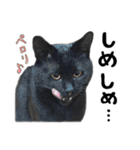かわいい猫ちゃんスタンプ【実写】（個別スタンプ：24）