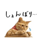 かわいい猫ちゃんスタンプ【実写】（個別スタンプ：25）